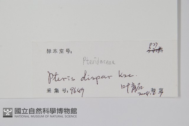 天草鳳尾蕨藏品圖，第2張