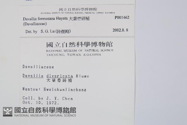 大葉骨碎補、台灣骨碎補、骨碎補藏品圖，第2張