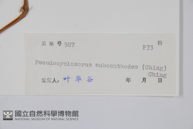 普通假毛蕨藏品圖，第2張