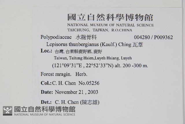 瓦葦藏品圖，第2張