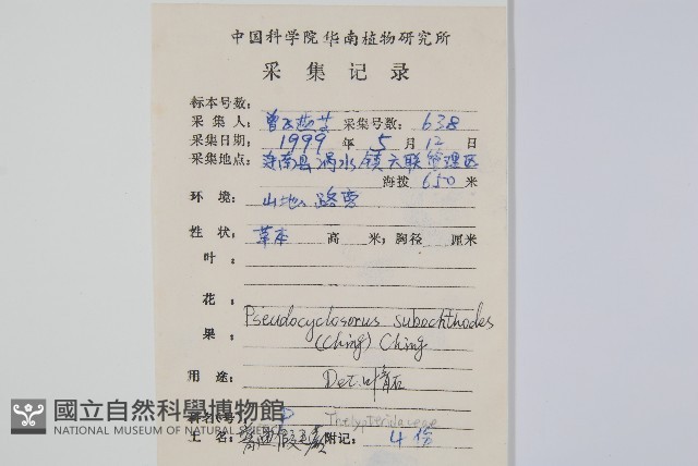 普通假毛蕨藏品圖，第2張