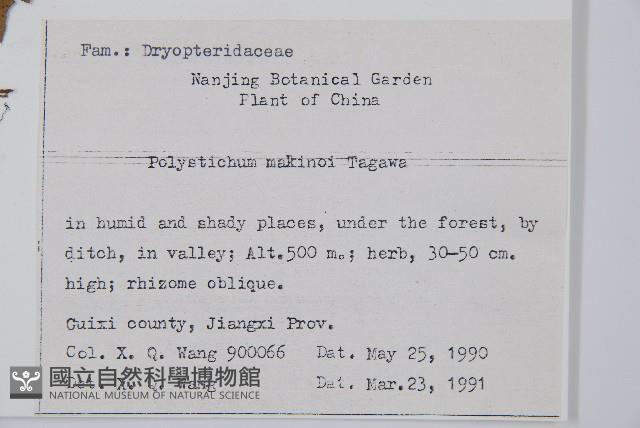 黑鱗耳蕨藏品圖，第2張