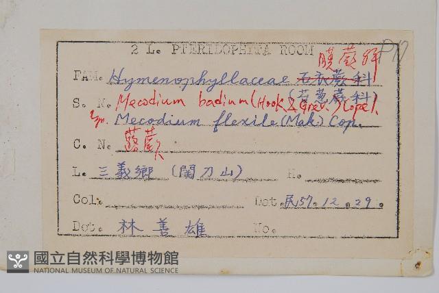 蕗蕨藏品圖，第2張