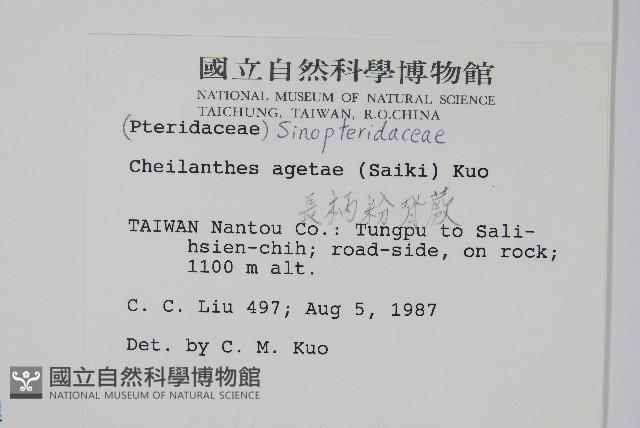 深山粉背蕨藏品圖，第2張