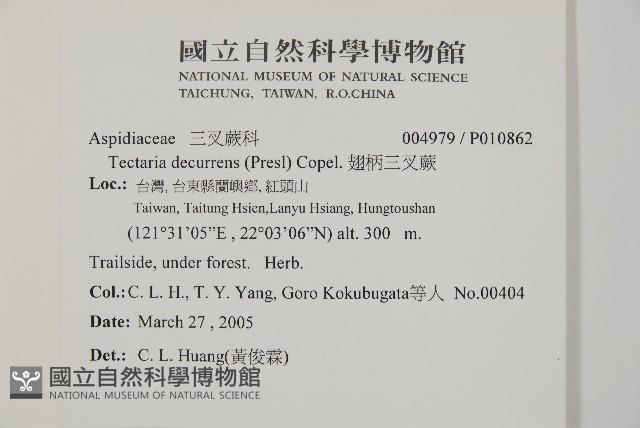 翅柄三叉蕨藏品圖，第2張