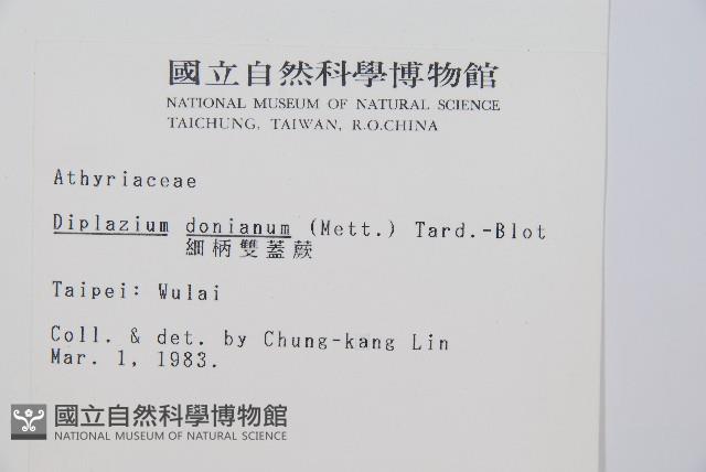 細柄雙蓋蕨藏品圖，第2張