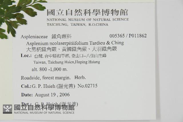 大黑柄鐵角蕨、黃鱗鐵角蕨、大羽鐵角蕨藏品圖，第2張