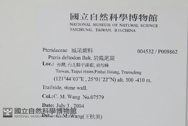 岩鳳尾蕨藏品圖，第2張