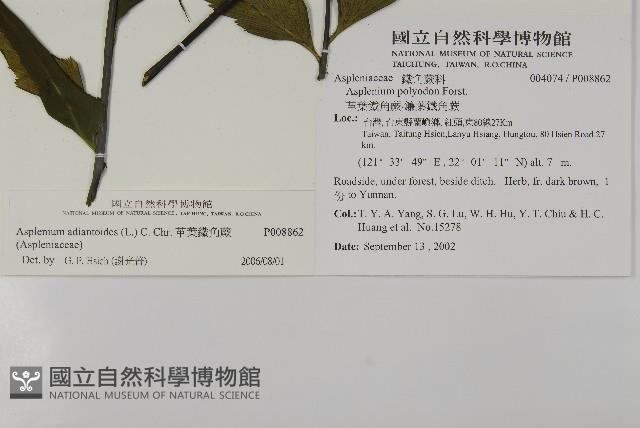 革葉鐵角蕨藏品圖，第2張