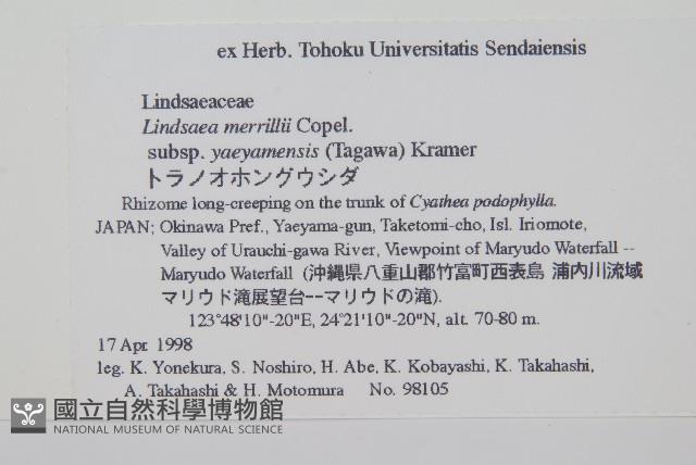 攀緣鱗始蕨藏品圖，第2張