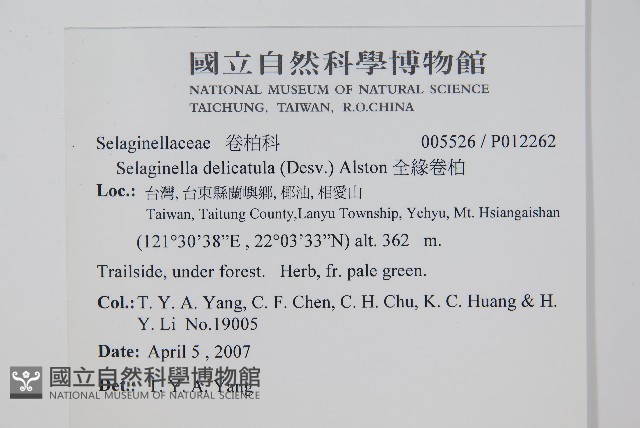 全緣卷柏藏品圖，第2張