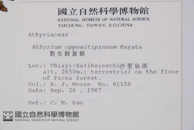 山蹄蓋蕨藏品圖，第2張