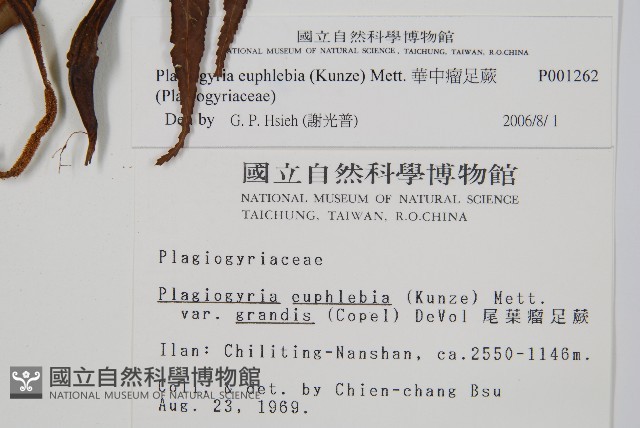 華中瘤足蕨藏品圖，第2張
