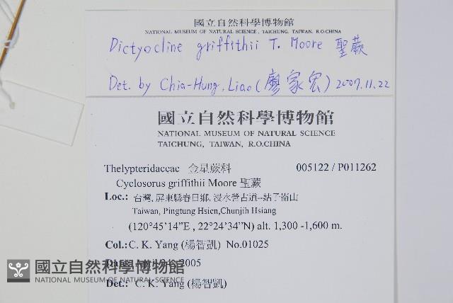 聖蕨藏品圖，第2張