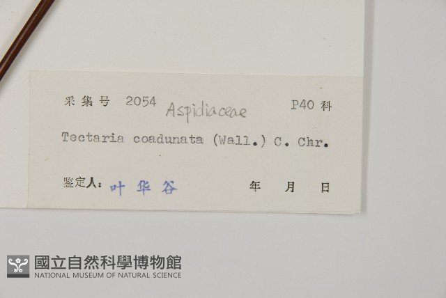 陰地三叉蕨藏品圖，第2張