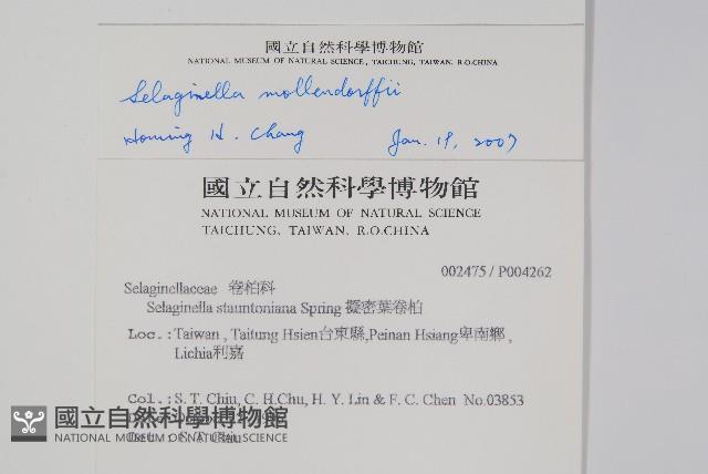 異葉卷柏藏品圖，第2張