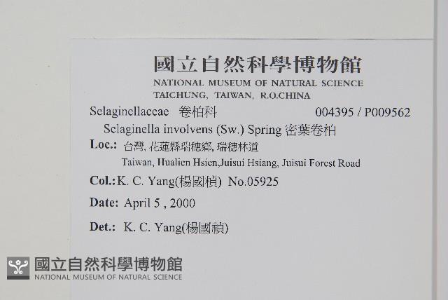 密葉卷柏藏品圖，第2張