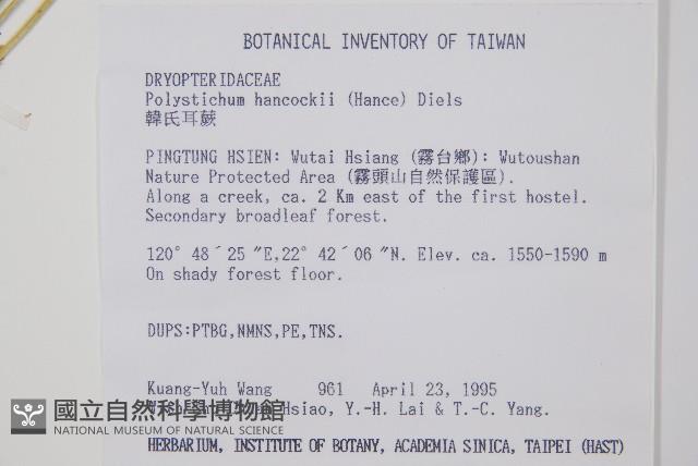 韓氏耳蕨藏品圖，第2張