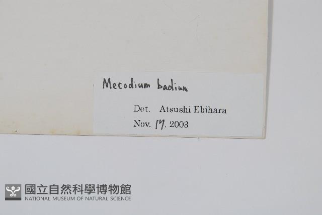 蕗蕨藏品圖，第2張