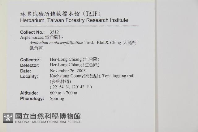 大黑柄鐵角蕨、黃鱗鐵角蕨、大羽鐵角蕨藏品圖，第2張