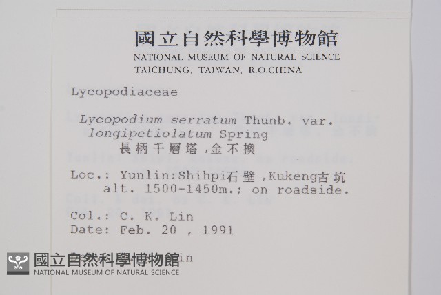 長柄千層塔藏品圖，第2張