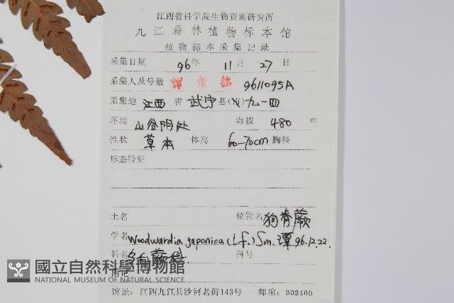 日本狗脊蕨藏品圖，第2張