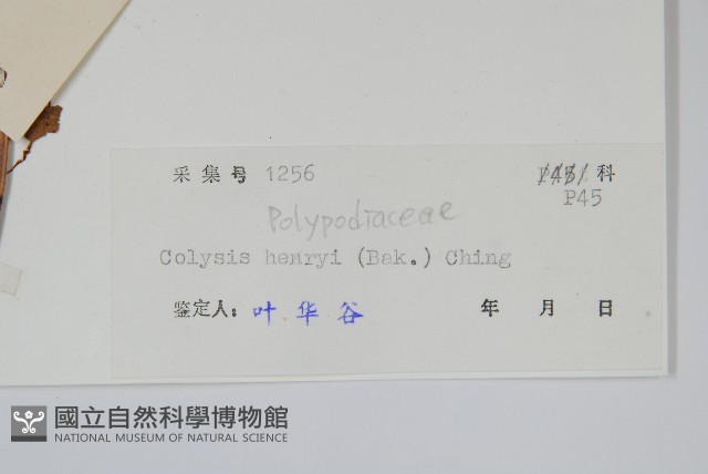 短圓線蕨藏品圖，第2張