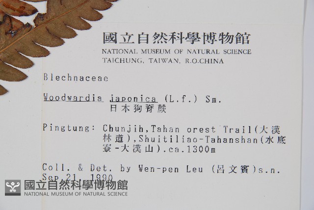 日本狗脊蕨藏品圖，第2張