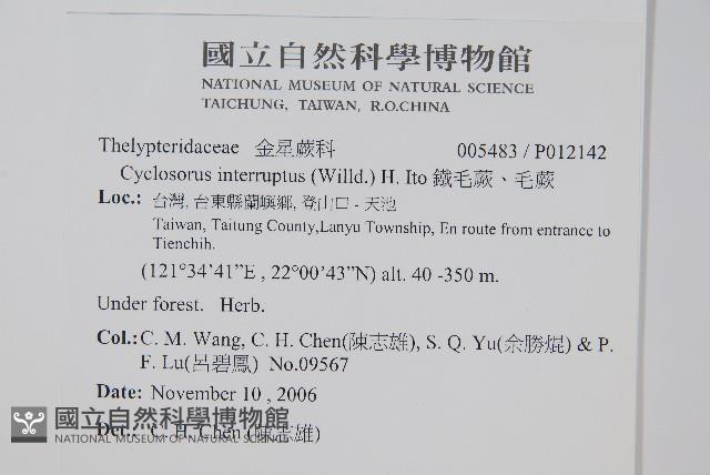 鐵毛蕨、毛蕨藏品圖，第2張