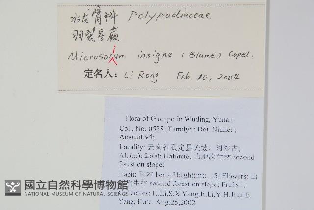 箭葉星蕨藏品圖，第2張