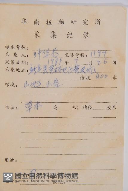 萊氏鐵角蕨藏品圖，第2張