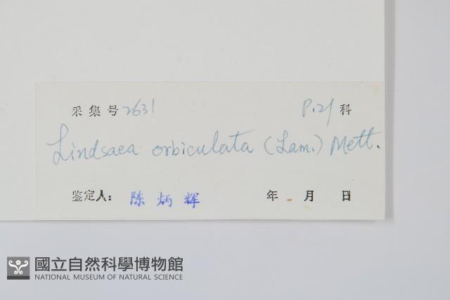 圓葉陵齒蕨藏品圖，第2張