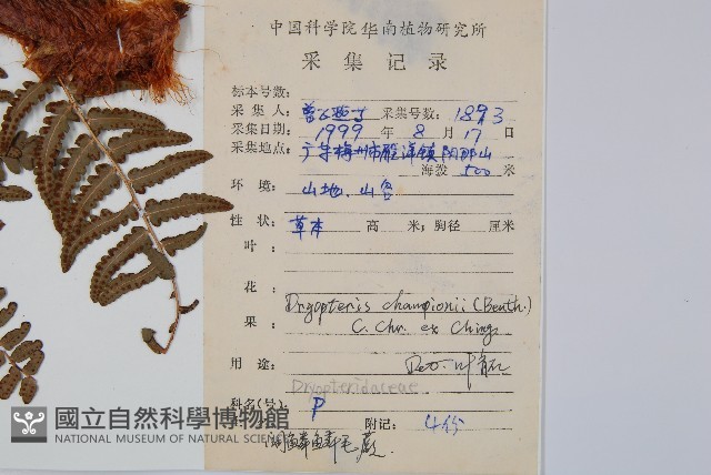 闊鱗鱗毛蕨藏品圖，第2張