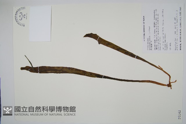 帶狀瓶爾小草藏品圖，第1張