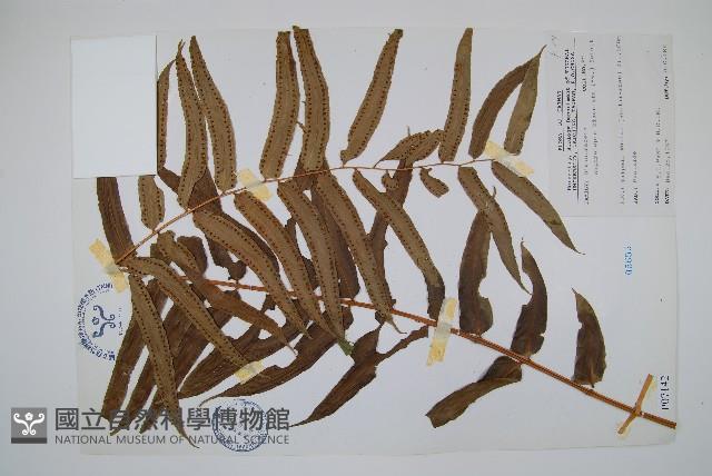 長葉腎蕨藏品圖，第1張
