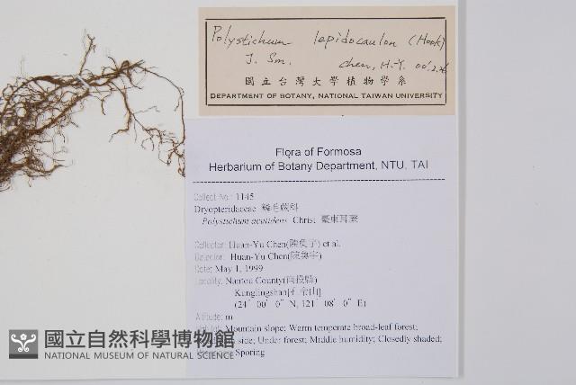 鞭葉耳蕨藏品圖，第2張