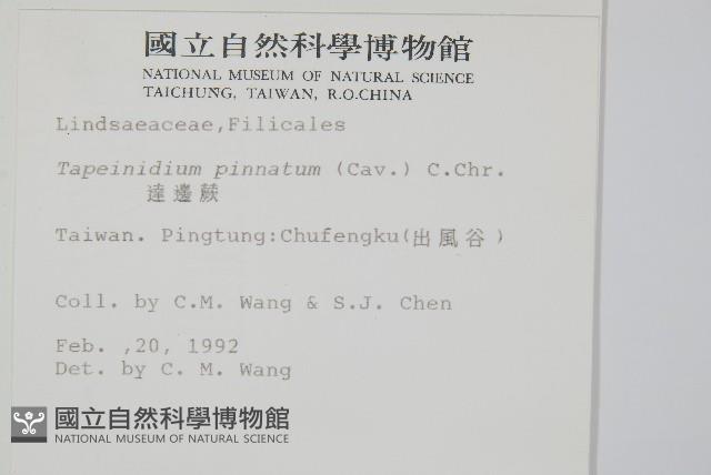 達邊蕨藏品圖，第2張