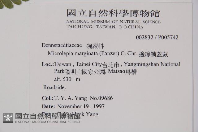 邊緣鱗蓋蕨藏品圖，第2張