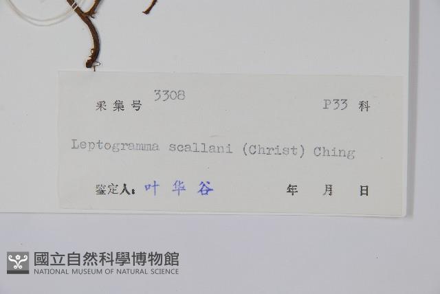 峨眉茯蕨藏品圖，第2張