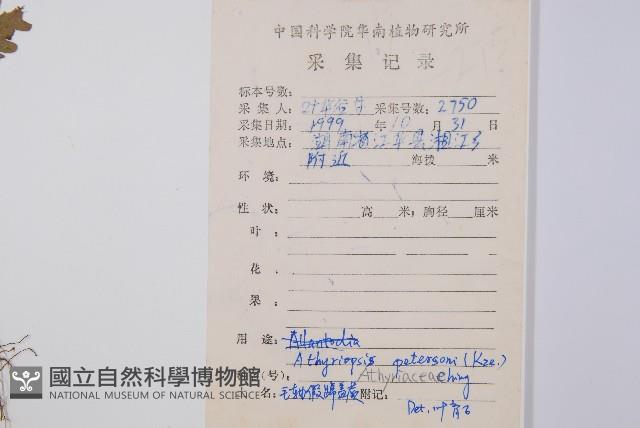 毛軸假蹄蓋蕨藏品圖，第2張