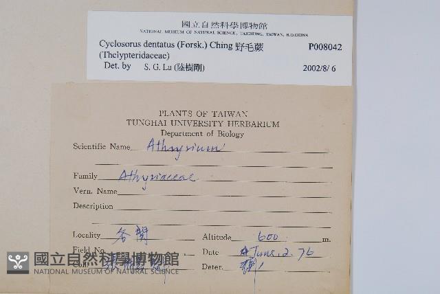 野毛蕨藏品圖，第2張