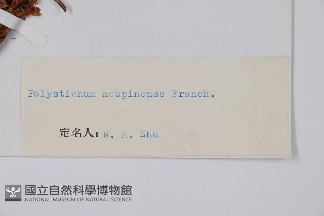 寶興耳蕨藏品圖，第2張