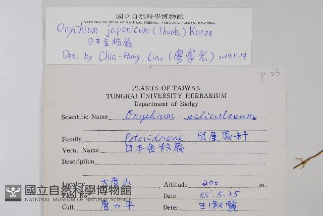 日本金粉蕨藏品圖，第2張