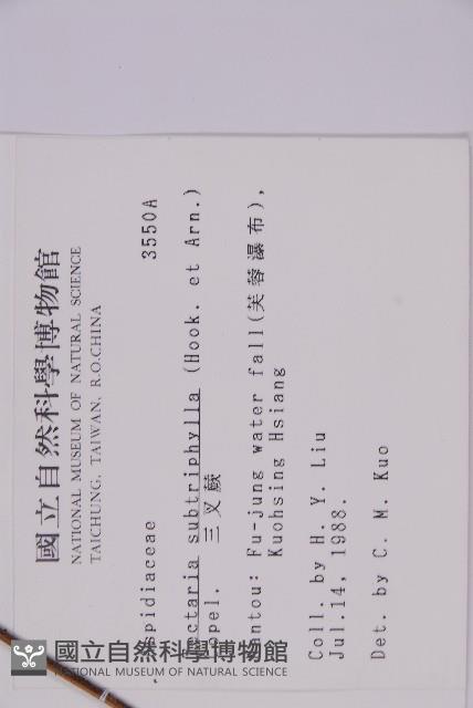 三叉蕨藏品圖，第2張