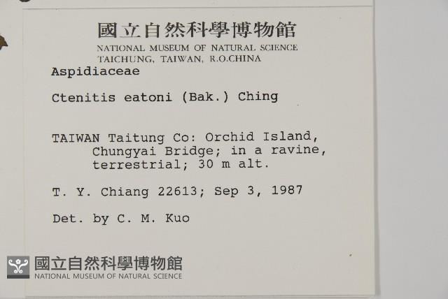 愛德氏肋毛蕨藏品圖，第2張