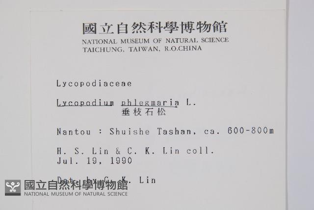 垂枝石松藏品圖，第2張