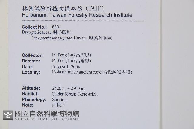 厚葉鱗毛蕨藏品圖，第2張