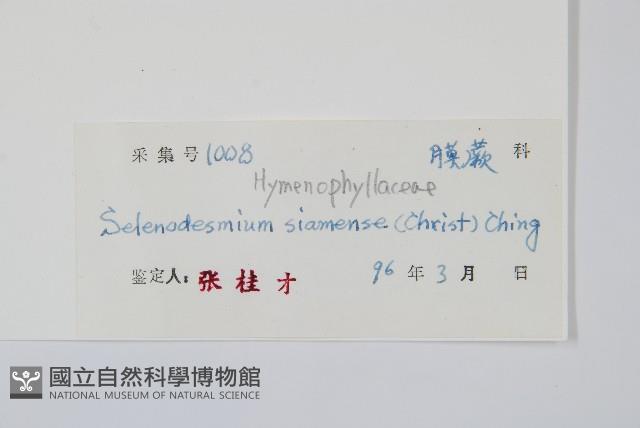 廣西長筒蕨藏品圖，第2張