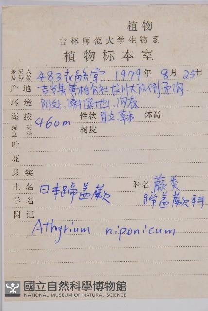 日本蹄蓋蕨藏品圖，第2張