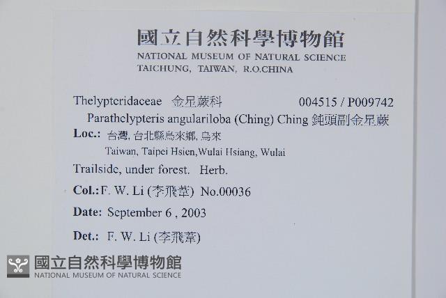 鈍頭副金星蕨藏品圖，第2張